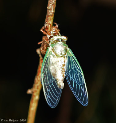 Dog Day Cicada