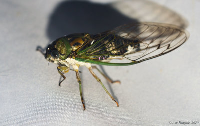 Dog Day Cicada