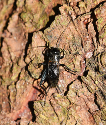 Field Cricket