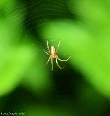 Orbweaver sp.