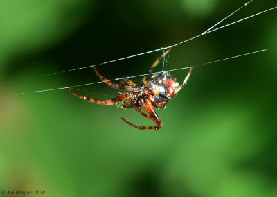 Orbweaver sp.