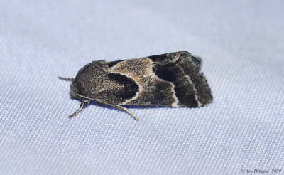 Ragweed Flower Moth