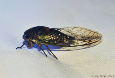 Swamp Cicada