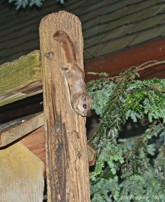 Southern Flying Squirrel