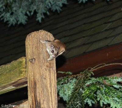 Southern Flying Squirrel