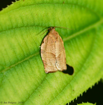 Oblique-banded Leafroller