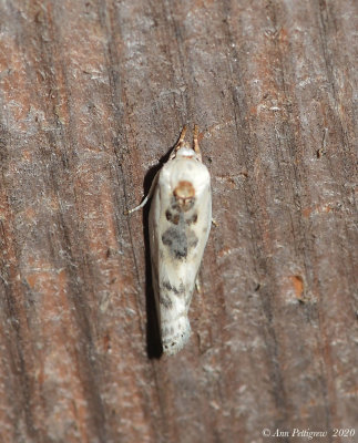 Schlaeger’s Fruitworm Moth
