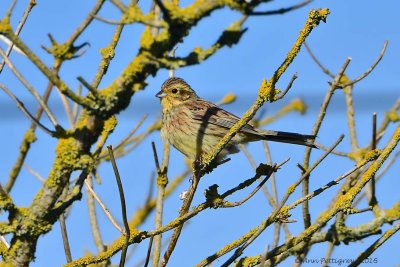 Dunnock