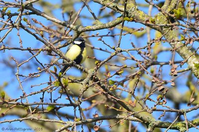 Great Tit