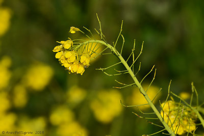 Rapeseed