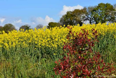 Rapeseed