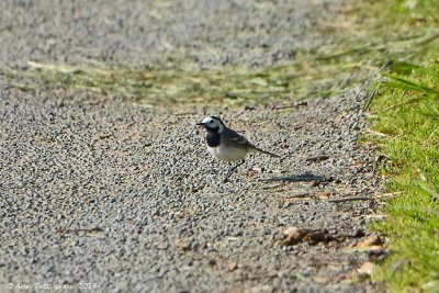 White Wagtail