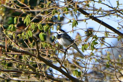 White Wagtail