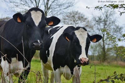 Holstein Cows