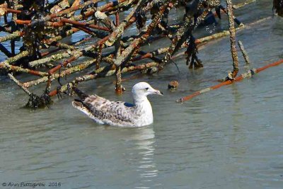 Gull sp.