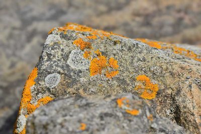 Lichen-covered Rock