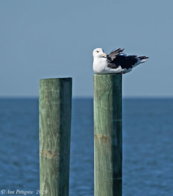 Great Black-backed Gull