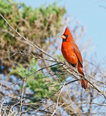 Northern Cardinal