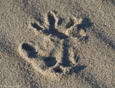 Opossum Prints in the Sand