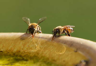 Honey Bees 