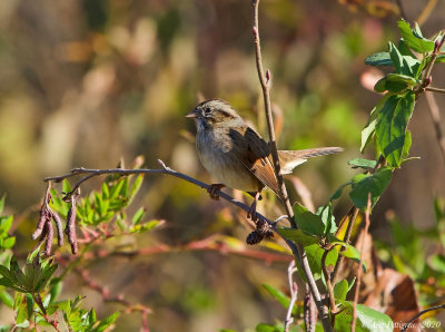 Swamp Sparrow