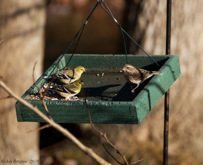 American Goldfinches and Female Purple Finch