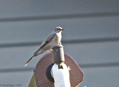 Townsends Solitaire