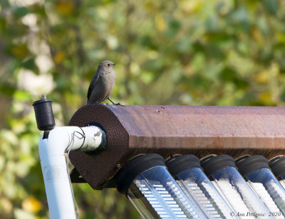 Townsends Solitaire