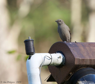 Townsends Solitaire