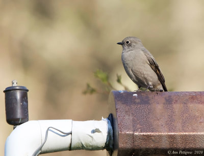 Townsends Solitaire