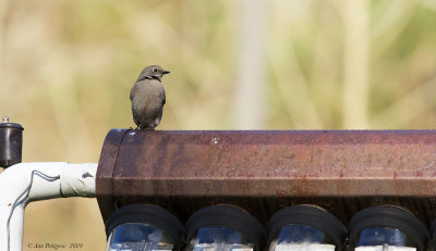 Townsends Solitaire