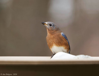 Eastern Bluebird