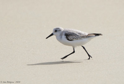 Sanderling 