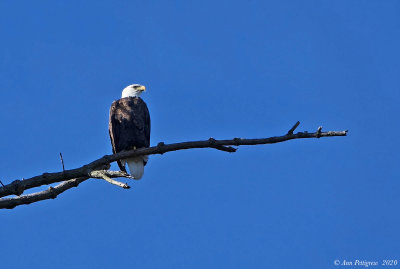 Bald Eagle 