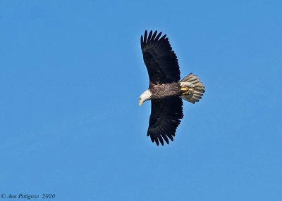 Bald Eagle