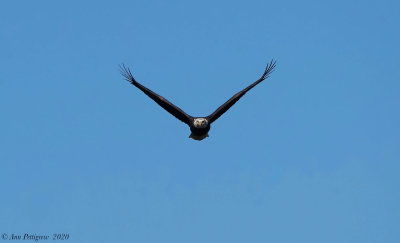 Bald Eagle