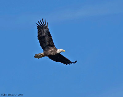 Bald Eagle