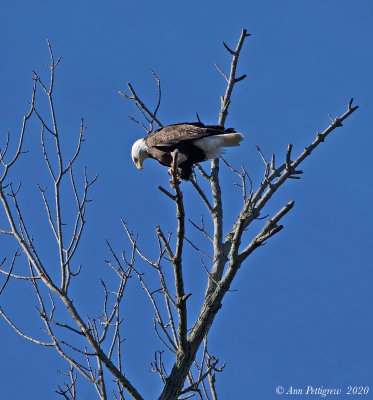 Bald Eagle