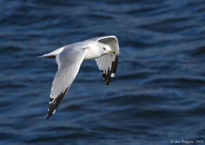 Ring-billed Gull