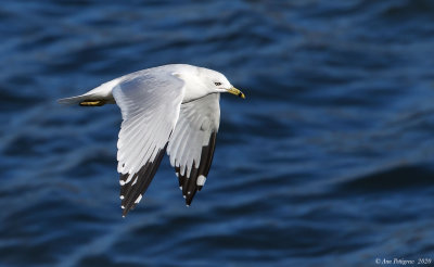 Ring-billed Gull