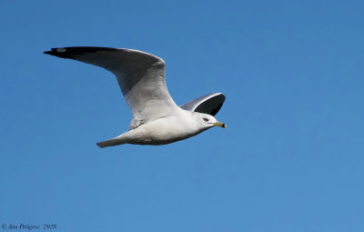 Ring-billed Gull