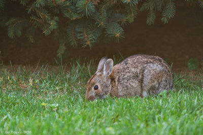 Eastern Cottontail