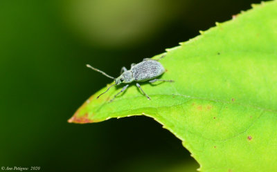 Asiatic Oak Weevil