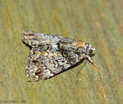 False Underwing