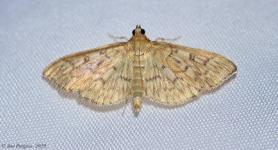 Bold-feathered Grass Moth