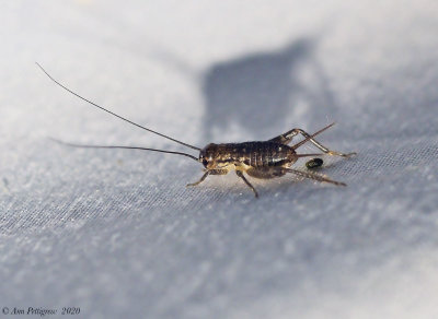 Cricket sp.