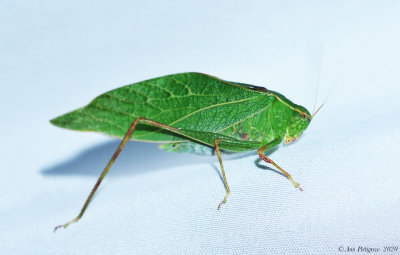 Greater Angle-wing