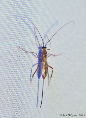 Ichneumon Wasp sp.