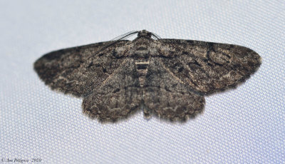 Common Gray