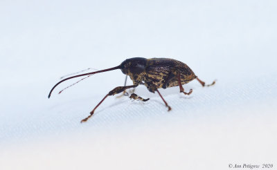 Nut and Acorn Weevil with a Midge
